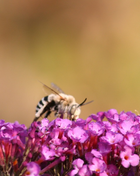Bee on a Buddleja Davidii flower
